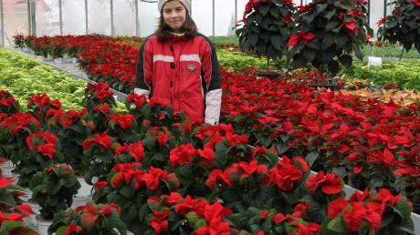 So richtig in Weihnachtsstimmung kam Carina Holzhey bei der Aktion „Mitmachen Ehrensache“. Die Schülerin half in der Gärtnerei in Unteregg, wo derzeit viele Weihnachtssterne blühen. Ihren Lohn spendete sie für einen guten Zweck. 
