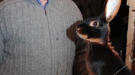 Wenn ein Langohr so meisterhaft die Löffel stellt, werden selbst gestrenge Juroren schwach. Mit diesem lohfarbenen Kaninchen wurde der Wiedergeltinger Züchter Heinz Kaschel 2014 auf der Rassenschau in Karlsruhe Bundessieger.  
