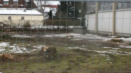 Die Bäume an der Wassertretanlage vor der dem Gelände der Grund- und Mittelschule wurden ebenfalls gefällt. 