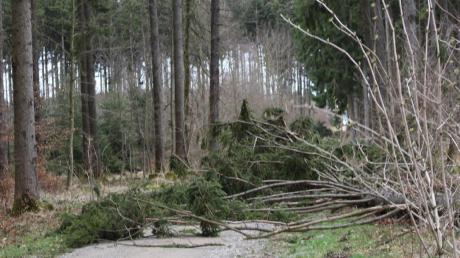 Orkan Niklas hat in den Wäldern im Unterallgäu zwar zahlreiche Bäume zu Fall gebracht. Den Bayerischen Staatsforsten zufolge sind die Schäden aber nicht so gravierend wie bei Kyrill vor acht Jahren. 

