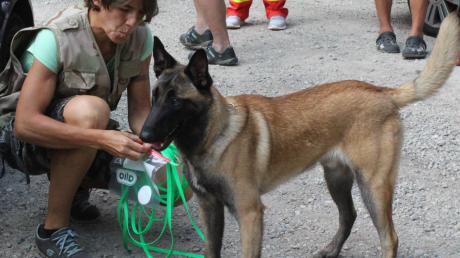 Birgit Neuwirth aus Wien lässt ihren acht Monate alten Belgischen Schäferhund „Di Nozzo“ die Spur aufnehmen. Damit beginnt für den Hund das Vermisstensuchspiel.  	