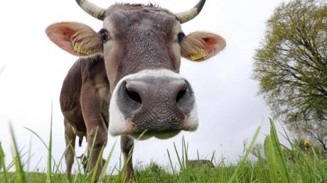 Bloß keinen Stress! Was der Bauer tun kan, um entspannte Kühe zu haben, war jetzt Thema beim Bäuerinnentag in Oberrieden.