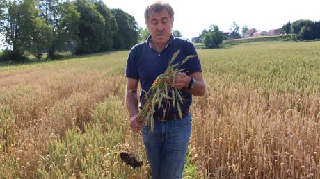 Pflanzenexperte Xaver Merk vom Amt für Landwirtschaft schaut sich ein Weizenfeld bei Stetten genauer an. Die Blätter sind nach der langen Regenperiode zum Teil abgestorben. Die Körner versprechen geringeren Ertrag. 