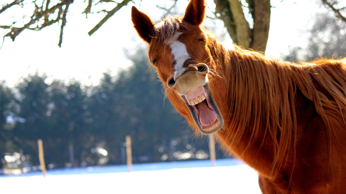 Wissenschaft: Können Tiere eigentlich lachen? | Augsburger Allgemeine