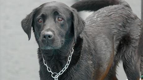 Ein schwarzer Hund lief an Heiligabend in Wulfertshausen in ein Auto.