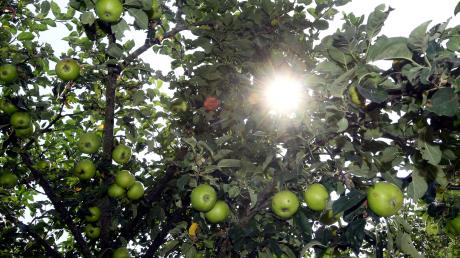 Die Bäume ächzen heuer unter der Last ihrer Früchte. Dabei stellt sich für viele Hobby-Gärtner die Frage, was sie mit den vielen Äpfeln oder Birnen machen sollen. 