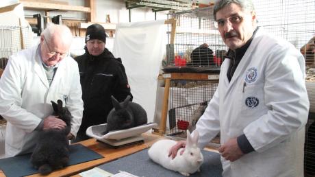 Eine strenge Jury bewertet die ausgestellten Kaninchen nach Aussehen, Haltung und Gewicht.