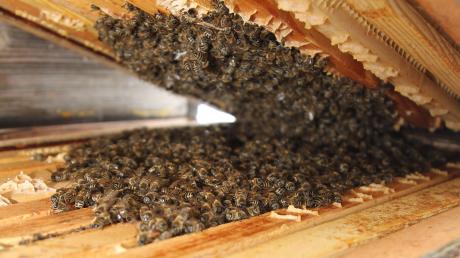 So sieht es im Winter im Innern eines Bienenstocks aus. Normalerweise bekommt man das nicht zu Gesicht, da die Behausung der Bienen nicht geöffnet wird. Für das Foto hat Imker Bernhard Müller kurz eine Ausnahme gemacht. 	