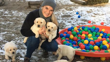 Teresa Seitle, Tochter von Wolfgang Seitle von der Blindenhundschule in Neuburg, beim Spielen mit den neuen Labradorwelpen. Für die Hunde werden Paten gesucht. Auf dem Bild sind die Welpen ungefähr sechs Wochen alt.