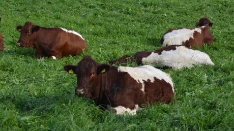 Jede Kuh trägt ihren Ausweis quasi im Ohr. Das in Tussenhausen aufgetauchte Rind der seltenen Rasse Pinzgauer hat noch nie eine Ohrenmarke getragen. Rückschlüsse auf den Halter sind so nicht möglich. 