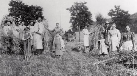 Getreideernte im Unterallgäu damals: Zahlreiche Bauern, Mägde, Knechte und Kinder mussten mithelfen.