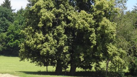 Die beiden Linden am Baderskreuz bei Oberneufnach bilden eine gemeinsame Krone. Die Bäume sind jetzt offiziell als Naturdenkmal eingestuft. 