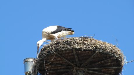Tief muss sich der junge Storch hinunter beugen, um gut ausbalanciert vom Nestrand aus an das kühle Nass zu kommen.