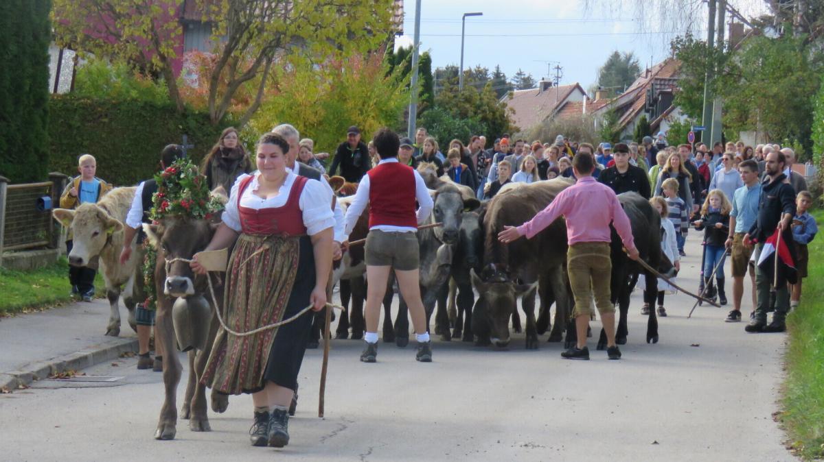 #Kirchdorf: Viehscheid in Kirchdorf als Festtag im Dorf