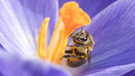 Interessante Fakten über das Leben der Insekten vermittelt der Wildbienenpfad in Mindelheim. 