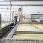 Im Milchwerk Bad Wörishofen wird Käse für einen interntionalen Markt hergestellt.