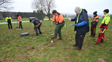 Mit dem Hohlspaten hoben die Teilnehmer beim Wettbewerb in Nassenbeuren Pflanzlöcher für junge Bäume aus.