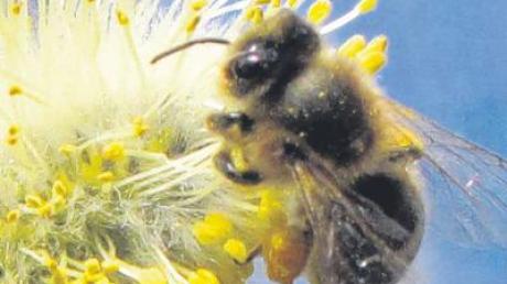 Gesunde Bienen: Die Seuche ist im Kreis Neu-Ulm zurückgegangen.