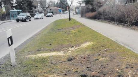 Mehrere Pfaffenhofener vermissen zwei Spitzahorne an der Hauptstraße. Weil ein Schnitt misslang, müssen nun neue Bäume gepflanzt werden.  