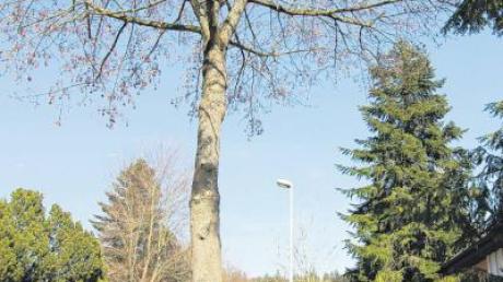 Die hohen Bäume in der St.-Johannis-Straße sorgen für Ärger: Ihre Sämlinge verschmutzen regelmäßig Grundstücke.  