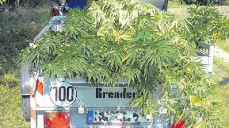 Marihuana im Wert von 2000 Euro befindet sich auf diesem Polizeianhänger. Polizisten haben eine Drogenplantage angeerntet. 
