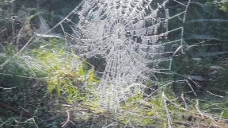 Ein magischer Moment wie im Märchen: Dieses prächtige Spinnennetz funkelte im Sonnenlicht, von Tausenden Wasserperlen bedeckt.  