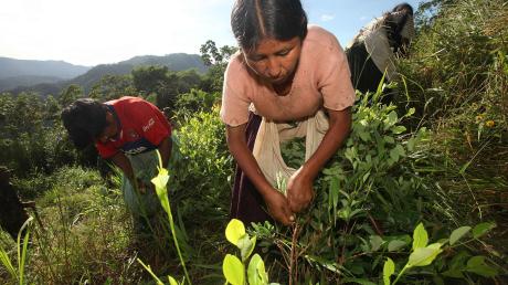 Eine Peruanerin hat im Unterricht in der Weißenhorner Mittelschule im Rahmen eines Vortrags Kokablätter verteilt. Die Pflanzen sind in südamerikanischen Bergregionen heimisch, hierzulande aber vom Betäubungsmittelgesetz verboten.