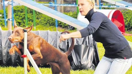 Bei der Sportart „Agility“ müssen Hunde Hindernisse bewältigen. Wie’s geht zeigt der Weißenhorner Schäferhundeverein am Sonntag. 