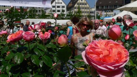 Massenandrang zwischen den Blüten: Tausende flanierten beim Tag der Rose bei sommerlichen Temperaturen zwischen den Ständen auf dem Münsterplatz hin und her. 