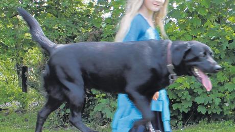 Die zwölfjährige Hannah Girulat und ihre Labradordame Luzi sind Vollprofis im Agility: Supermodel-verdächtig beschreitet die junge Hündin den bunten Laufsteg auf dem Parcours des Schäferhundevereins in Weißenhorn.