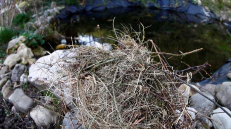 Viel ist nicht mehr übrig von dem Nest, in dem eine Entenmama in Thalfingen zuletzt über mehreren Eiern gebrütet hatte. Ein Unbekannter hat das Gelege geplündert. 