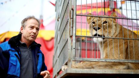 Knut Muderack betreut mit seiner Frau Yvonne vier Löwen und zwei Tiger von Geburt an. Als „gleichberechtigte Partner“ sehen die Tierlehrer ihre Raubkatzen, die nun bis 6. Januar in der Friedrichsau zu sehen sein werden. 