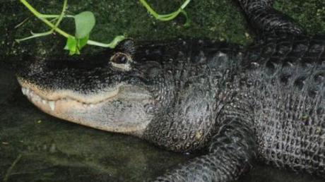 Lebt seit 50 Jahren im Ulmer Tiergarten: Alligator Timo. 