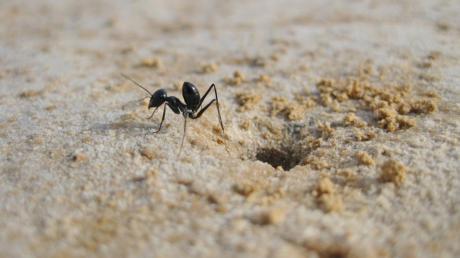Eine Wüstenameise am Eingangsbereich ihres Ameisennestes in der tunesischen Salztonebene. 