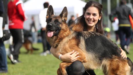 Talina vom Schloss Rügland (mit Betreuerin Annika Maetze) hat bei der Bundessieger-Zuchtschau des Vereins für Deutsche Schäferhunde in der Klasse Junghunde gewonnen.