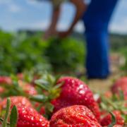 Glänzend rot und saftig: Die heimischen Erdbeerfelder in der Region Augsburg sind endlich erntereif.