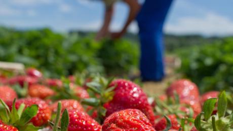Glänzend rot und saftig: Die heimischen Erdbeerfelder in der Region Augsburg sind endlich erntereif.