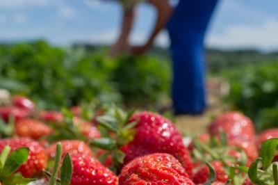 Erdbeeren selbst pflücken: Diese Felder gibt's im Raum Augsburg