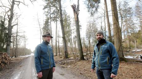 Manfred Rolle (links) und Christoph Kohler vom Forstbetrieb Weißenhorn vor einer morschen Eiche, die droht, auf den Weg zu stürzen.  	