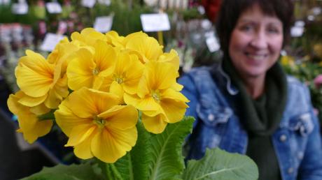 Es blüht in der Friedrichsau: Klassische Blumen gibt es natürlich auch auf der Messe „Gartenträume“. So wie hier bei dem Händler „Der Pflanzenmann aus Holland“.  	