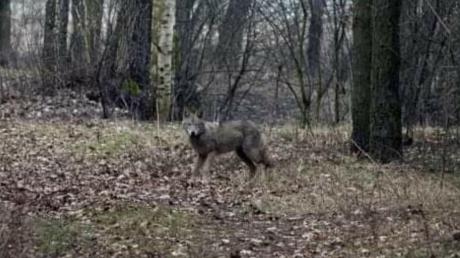 Dieses Foto des jungen Wolfs machte ein Jogger zwischen Aufheim und Gerlenhofen. Auch in Reutti wurde das Tier gesehen. 