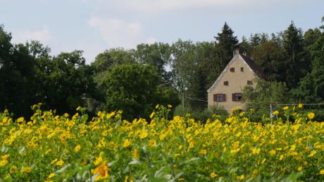 Von Bienen geschätzt, von Wildschweinen nicht: Silphie-Pflanzung beim Schloss Neubronn.  	