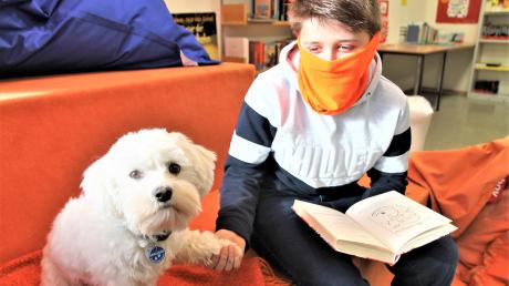 Elli ist der ausgebildete Schulhund von Lehrerin Birgit Ripperger-Lüke an der Inge-Aicher-Scholl-Realschule im Schulzentrum Pfuhl/Burlafingen. Mit dem zehnjährigen Fünftklässler Luca versteht sich Elli sehr gut (hier in der Schülerbücherei). 	

