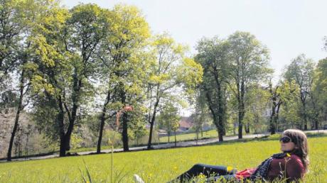 Hier lässt es sich gut aushalten: Die 17-jährige Anika genießt die Nachmittagssonne in der Wiese vor Schloss Bertoldsheim. Auch die 300 Jahre alten Kastanien entlang der Allee stehen mittlerweile wieder in sattem Grün. Sie haben vor zwei Tagen Zuwachs von sechs jungen Bäumchen bekommen. 