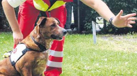 Rettungshund Cosmo erhält von Sven Müller Anweisungen. Das Team ist spezialisiert auf das Auffinden von vermissten Menschen. Ehrenamtlich arbeiten sie für die Johanniter-Unfall-Hilfe.  