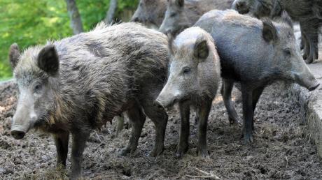 Wildschweine sind unter den Waldtieren besonders stark strahlenbelastet. Denn sie fressen Pilze, die Cäsium-137 besonders anreichern. In Augsburg wurden nun 37 Wildschweine mit extrem hoher Belastung geschossen.
