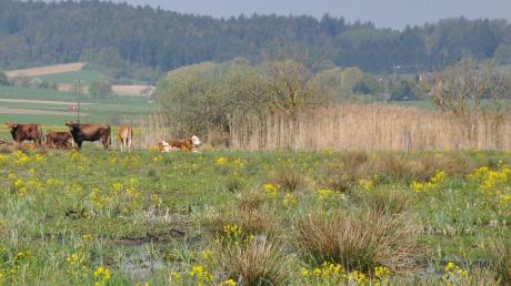 Fauna und Flora haben sich am Rückhaltebecken Baierner Flecken, das seit 2006 als Weideland bewirtschaftet wird, prächtig entwickelt.