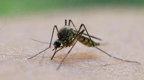 So klein und so unangenehm: Stechmücken können einem die Freude über einen einen schönen Sommerabend auf der heimischen Terrasse oder im Biergarten ganz schön vermiesen. 
