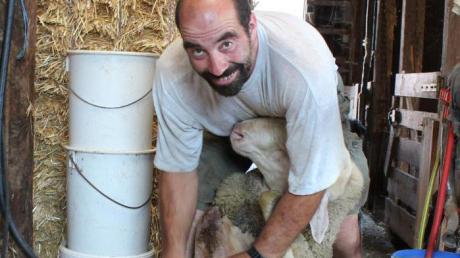 Der Laie trifft den Experten: Fernsehmoderator Kai Pflaume sah kürzlich Schafzüchter Klaus Büchler beim Scheren seiner Tiere zu. 
