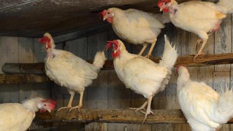 Seit vergangenen November galt im Landkreis die strikte Stallpflicht wegen der Vogelgrippe. Gestern hat das Bayerische Umweltministerium die von den Geflügelhaltern herbeigesehnte Aufhebung verkündet. 